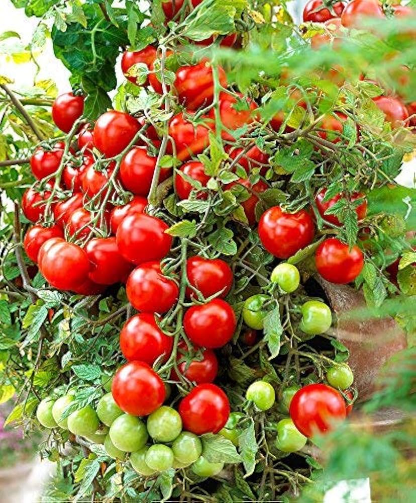 Garden Tomato Outdoor Fruit Vegetable - for planting in home garden